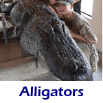 Photos Alligators Caught